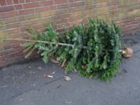 discarded-christmas-tree