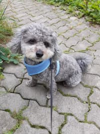 v-zahradkach-Charlie