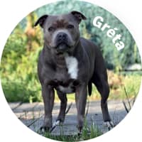 psi-miss-2024-fotky-125mm-bez-16-greta