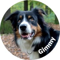 psi-miss-2024-fotky-125mm-bez-19-gimmy