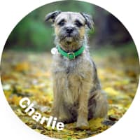 psi-miss-2024-fotky-125mm-bez-12-charlie