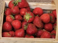 Jahody_027