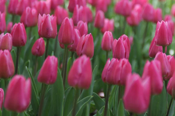 tulipany_ilustr