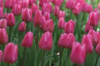 tulipany_ilustr