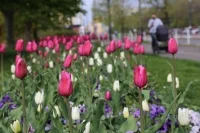 IMG 0087