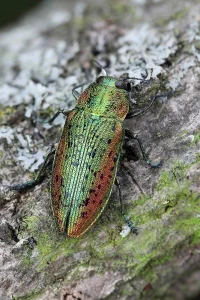 Lamprodila rutilans-1