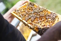 bees-2368228 1920